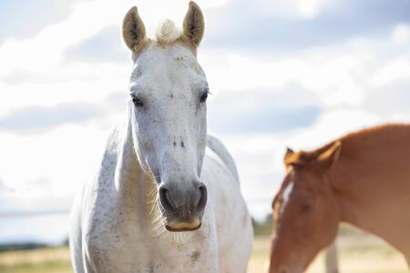 Portrait of a white grey horse on a farm, looking at camera, and an alazan horse behind. Horizontal....