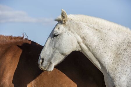 Portrait of a white grey horse, and an alazan horse behind. Horizontal. No people.