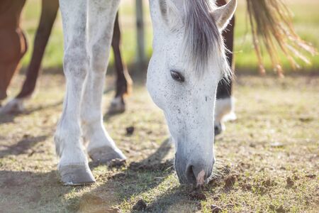 Portrait of a grey horse grazing in a meadow. Horizontal. No people. Selective focus.の写真素材