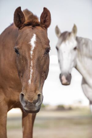 Portrait of an alazan horse on a farm, looking at camera, and a white horse in the background. Vertical. No people.の写真素材