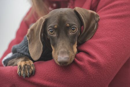 Dachshund dog with pullover in the arms of its owner looking at camera. Horizontalの写真素材