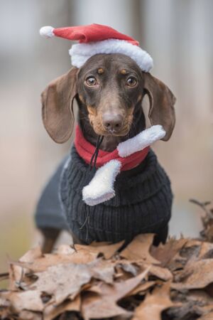 Dachshund dog in Santa hat looking at camera in a park behind leaves. Verticalの写真素材