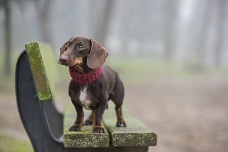 Dachshund dog on a park bench looking to the side with fog in the background. Horizontal with copyspaceの写真素材