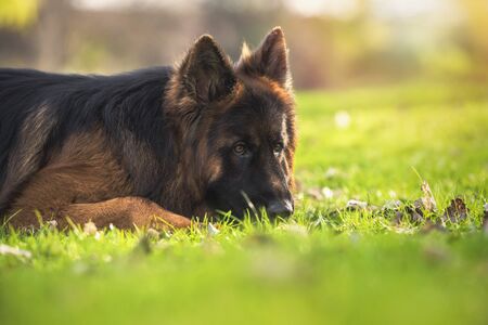 German shepherd dog lying down in the park. Horizontal with copyspace