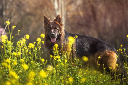 Portrait of purebred german shepherd dog in a park with yellow flowers on a sunny day.の写真素材