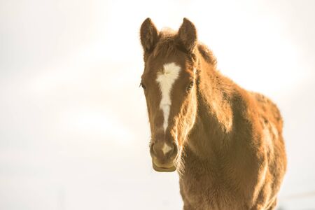 Portrait of English thoroughbred foal at sunset looking at the camera. Light background with copy space.の写真素材