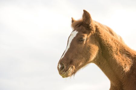 Head portrait of English Thoroughbred foal at sunset looking to the side. Light background with copy space.の写真素材