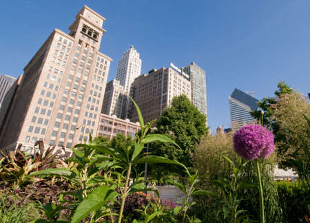 The concrete soaring urban jungle of Chicago overlooks and dominates the fragility of a garden. The curves of the purple allium and green leaves contrast with the angularity of the skyscrapers.の写真素材