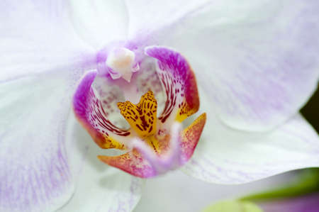 Close-up of an orchid, selective focusの写真素材
