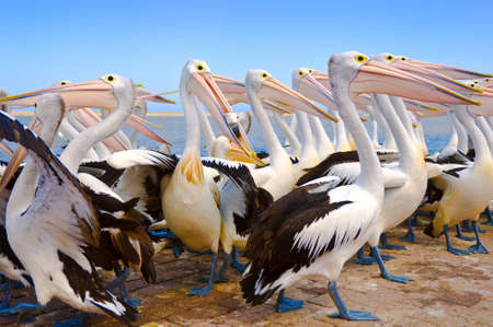 Australian pelicans preeningの写真素材