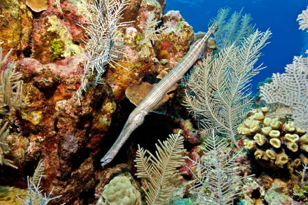 A trumpetfish is swimming amongst the corals on a reef.の写真素材