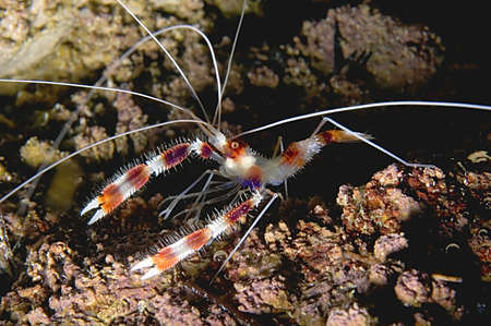 The red and white banded coral shrimp stands out against the dark background of a crevisse の写真素材