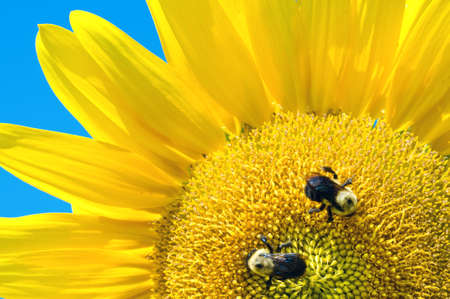 Sunflower quadrant with beesの写真素材
