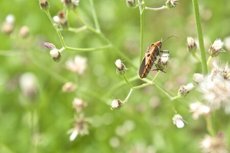 Bug on flowersの写真素材
