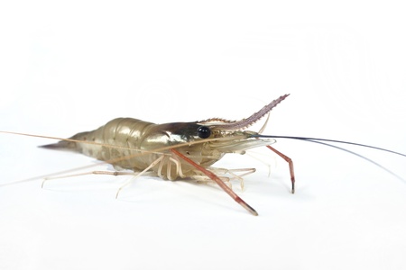 freshwater shrimpの写真素材