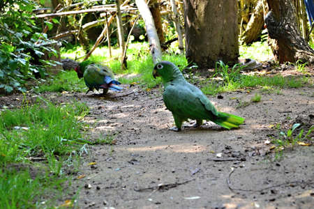 parrotsの写真素材