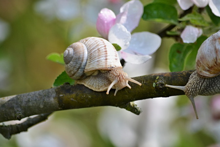 Snail on the spring blooming treeの写真素材