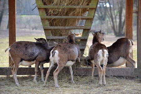 Mouflon feeding on hay in the zoo park Piestany Slovakia March 28, 2016の写真素材