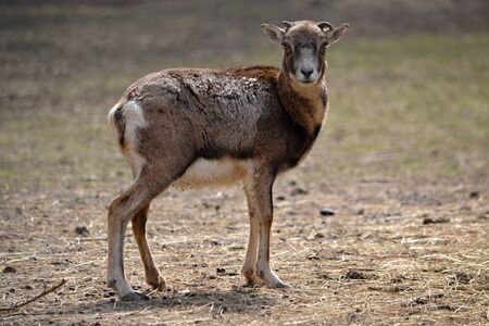 Mouflon on a walk in the park zoo March 28, 2016 Piestany Slovakiaの写真素材
