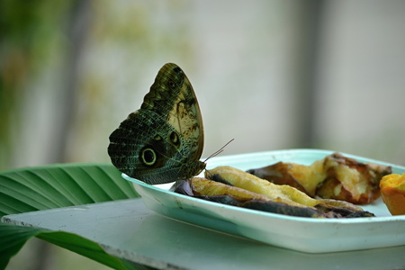 Butterfly in the summer to feed sweet fruit
