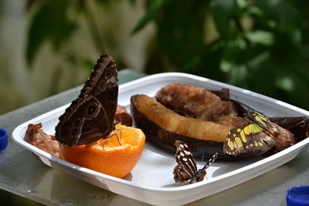 Butterfly in the summer to feed sweet fruitの写真素材