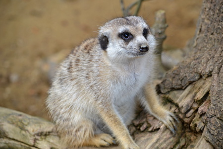 Meerkat sits and looks ahead at ine meerkatsの写真素材