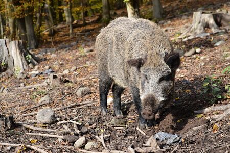and wild boar in the autumn in the forest to look for foodの写真素材