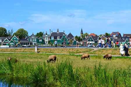 Zaanse Schans August 29 2019 Dutch houses and grazing sheep on the river bankのeditorial素材