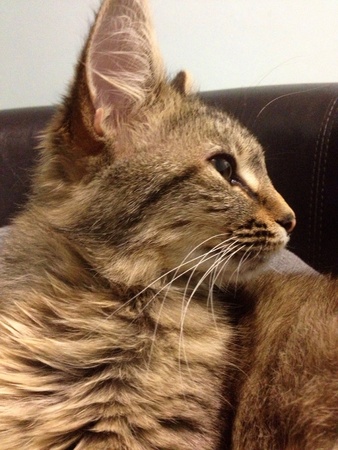 Cat side viewの素材