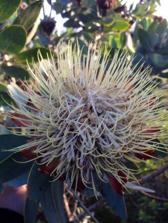 Prickly wild flowerの素材