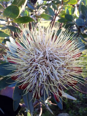 Prickly wild flowerの素材