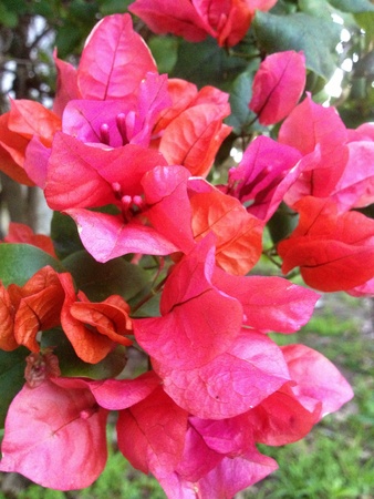 Pink Bougainvilleaの素材