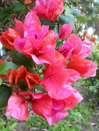 Pink Bougainvilleaの素材