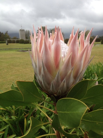 Protea with Huguenot Monument in backgroundの素材
