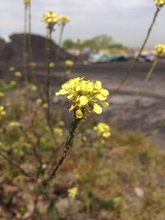 Flowers growing at charcoal factoryの素材