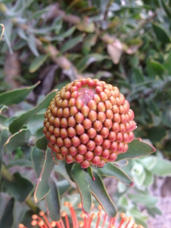 Pincushion Flowerの素材