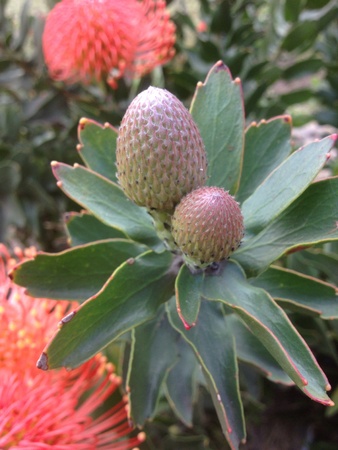 Pincushion Flower Budの素材