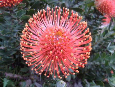 Pincushion Flowerの素材