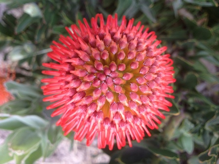 Pincushion Flowerの素材