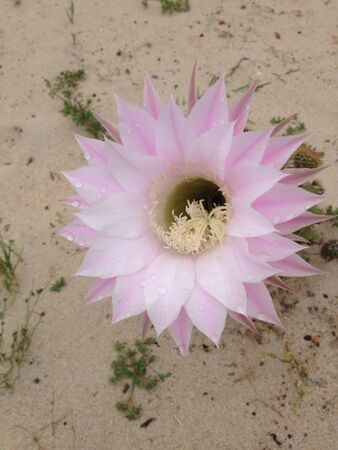 Light pink cactus flowerの素材