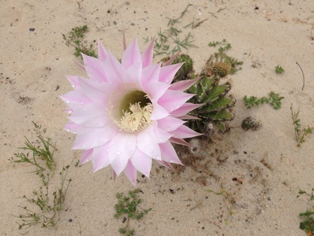Light pink cactus flowerの素材