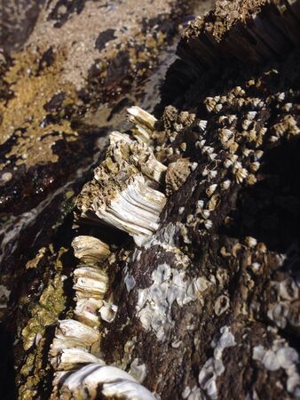 Coral on rocksの素材