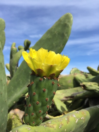 Cactus flowerの素材