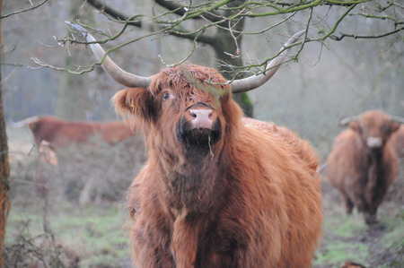 Scottish Higland Cows grazing in the Northern Province of Drenthe, in the Netherlands.の写真素材