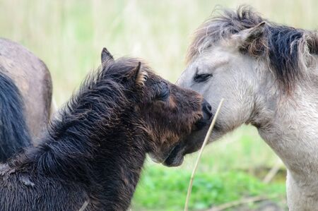 Konik Ponies in the Oostvaardersplassen, a nature reserve in the province of Flevoland, east of Amsterdam and West of Lelystad, in the Netherlandsの写真素材