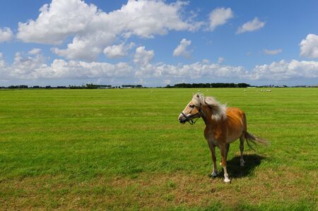 A young pony facing the wind. Early summer in Friesland, highlighting the emptiness of the landscapeの写真素材