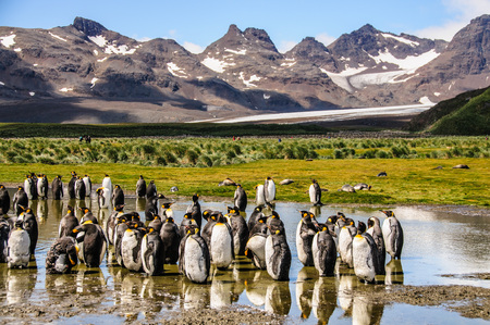 King Penguins on the Island of South Georgia seen against a backdrop of mountains and Glaciers. South Georgia Island, Antarctica.の写真素材