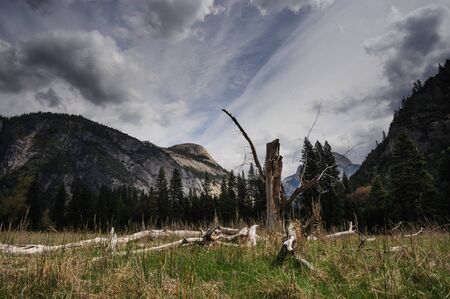 A dead tree on the valley floor of yosemite national parkの写真素材