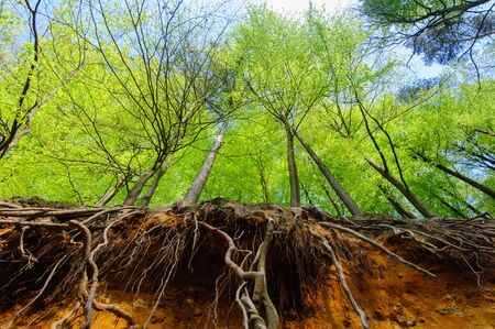 Trees growing off a partially erased sand dune. Hallerbos, near Brussels, Belgium.の写真素材