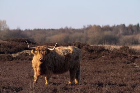 Highland Cattle Grazing in the province of Drente, the Netherlands